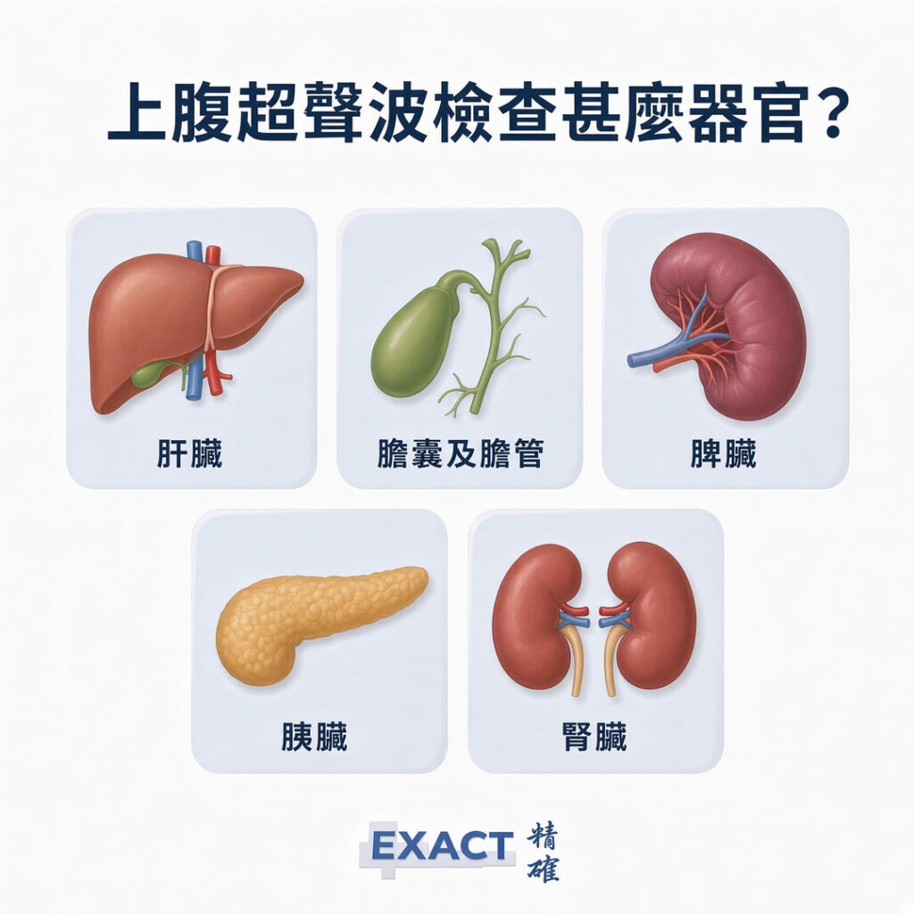上腹超聲波檢查可同時觀察肝臟、膽囊及膽管、脾臟、胰臟與腎臟-Exact medical-精確醫療